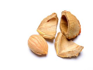 apricot seed
