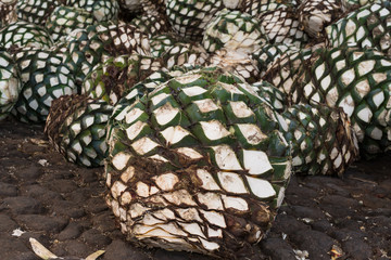 grandes piezas de agave para el tequila est&aacute;n listas para cocer en los hornos.