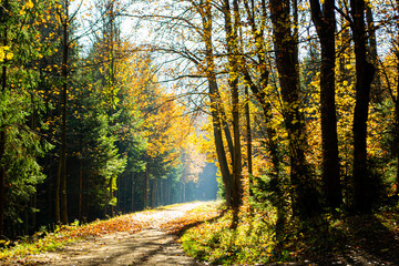 Obraz premium autumn in the forest