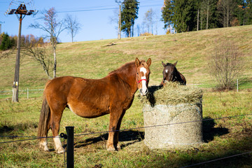 Naklejka premium horse and foal