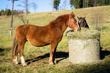 horse and foal