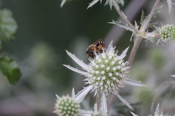 bee on flower