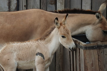 small horse with mom