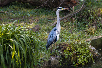 Fototapeta premium great blue heron