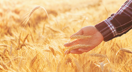 Farmer man checks the maturity of rye ears in the field at sunset. Beautiful nature landscape of...