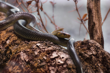 snake