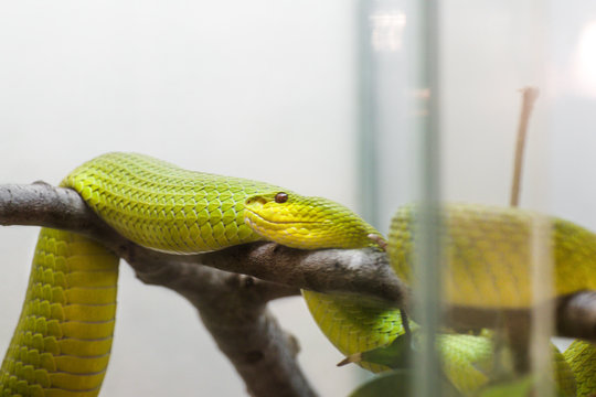 green snake