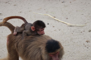 baboons with baby