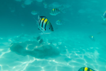 Curious fish. Shoals of fish under water in the ocean. The sun's rays rush to the bottom