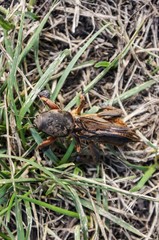 European mole cricket insect on grass