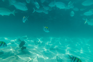 Fototapeta na wymiar Shoals of fish under water in the ocean. The sun's rays rush to the bottom