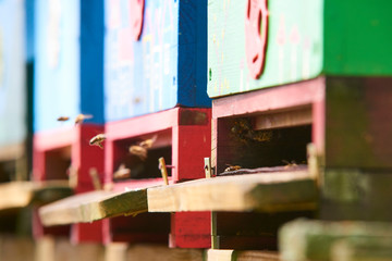 Close up of flying bees. Wooden beehive and bees. Selective focus