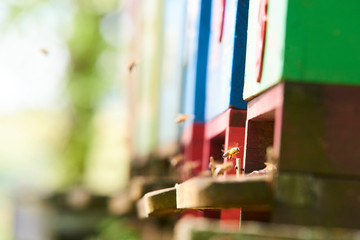 Close up of flying bees. Wooden beehive and bees. Selective focus