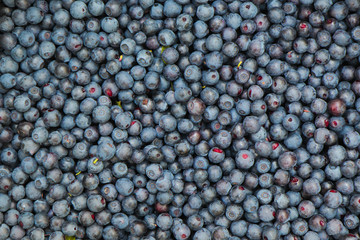 Black background from wild berries of bilberry close-up.