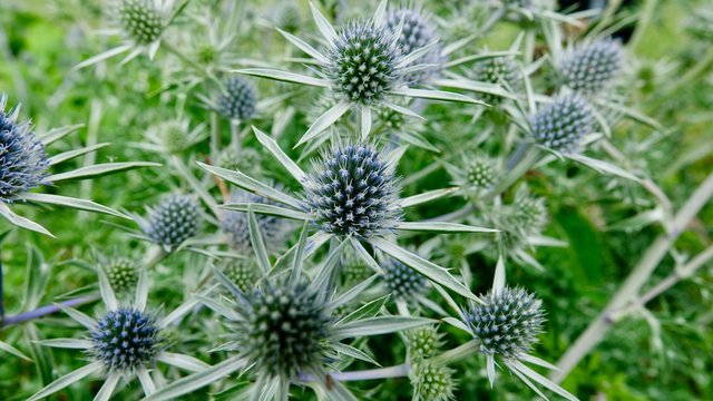 Blaue Zierdistel, Distel, Stachelgew&auml;chs