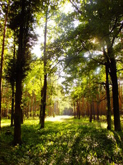 Fototapeta premium Autumn in the park.