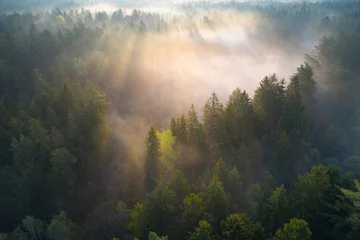 Fotobehang Foggy morning in a forest © Viktar Malyshchyts