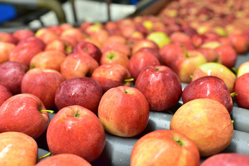 transport of freshly harvested apples in a food factory for sale