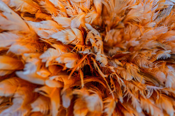 Fototapeta premium At the Pumulani Lodge