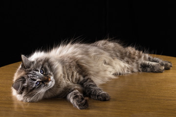 Beautiful long hair cat lying on table, on black background