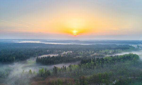 Foggy morning in a forest