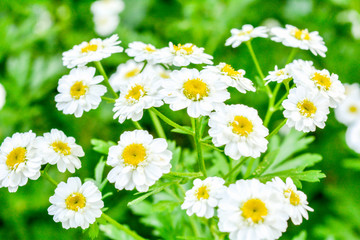Fototapeta premium White and yellow flowers of Feverfew Pyrethrum or Tanacetum Corymbosum
