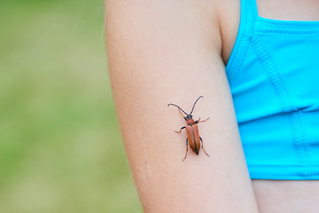 Child girl examining a beetle on her hand