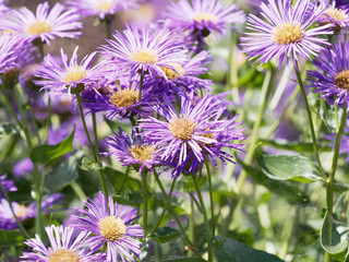 Fleurs Aster d'été  aux fines ligules de couleur bleu violacé