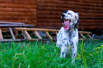 Dog breed English Setter