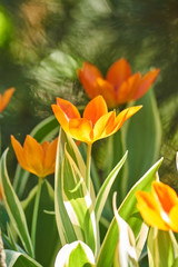 Beautiful orange and yellow tulip field in spring, natural background.
