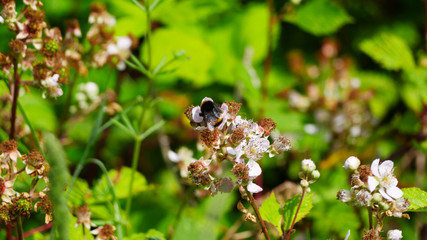 Bee collecting nectar amongst a wild meadow