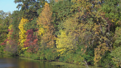 View on the forest with amazing color leaves. Nature in autumn. Trees with red, green, gold, yellow foliage. In the middle lake or river with beautiful blue water.