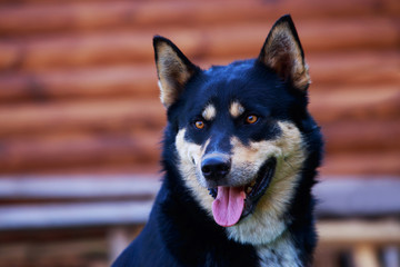 Dog breed East Siberian Laika