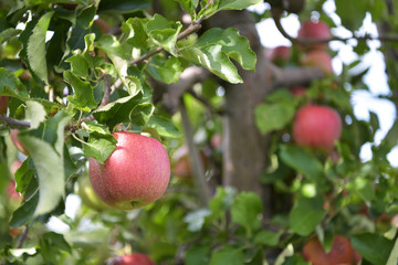 apple trees on a plantation - fruit growing and harvesting