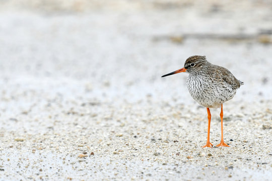 Rotschenkel (Tringa totanus) - redshank
