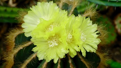 Kaktus Blüten, gelb sehr nah