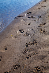 Fototapeta na wymiar Sandy beach with footprints of man and dog