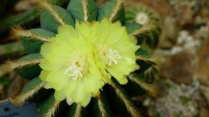Kaktus Blüten, gelb sehr nah