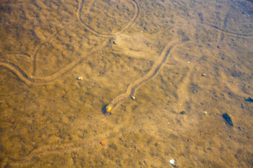 Sandy bottom of the river with shells