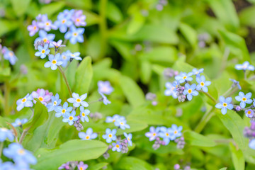 Blooming little blue meadow flower in garden. Forget-me-not or Myosotis flowers