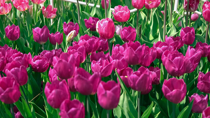 Sun is coming down. Shades on beautiful flowers.