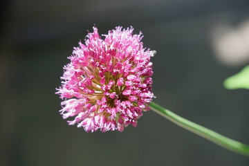 Fototapeta premium Isolated Onion Flower Bloom Macro