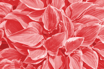 The leaves of Hosta in living coral color. Top view, foliage background in trendy color.