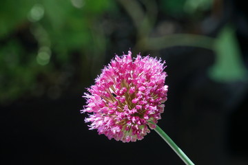 Isolated Onion Flower Bloom Macro