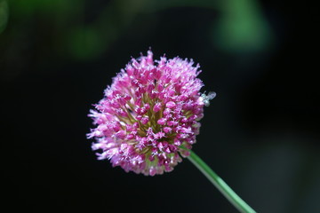 Isolated Onion Flower Bloom Macro