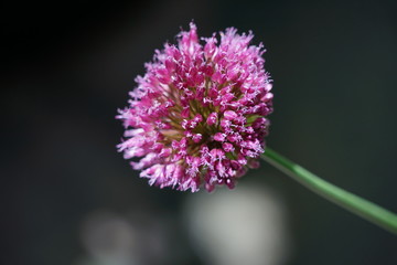 Isolated Onion Flower Bloom Macro