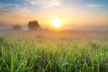 Fototapety  summer landscape with sunrise and meadow