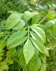 Green leaves of jocote in sunny day