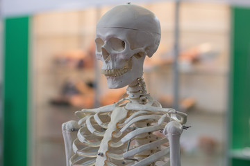 Model of the human skeleton as a medical tool