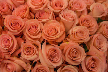 Many beautiful pink roses close up. Natural background